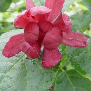 CALYCANTHUS R. `HARTLAGE WINE`
