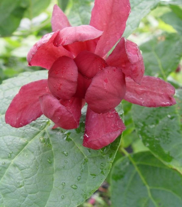 CALYCANTHUS R. `HARTLAGE WINE`