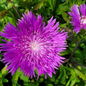 STOKESIA LAEVIS `HONEYSONG PURPLE`
