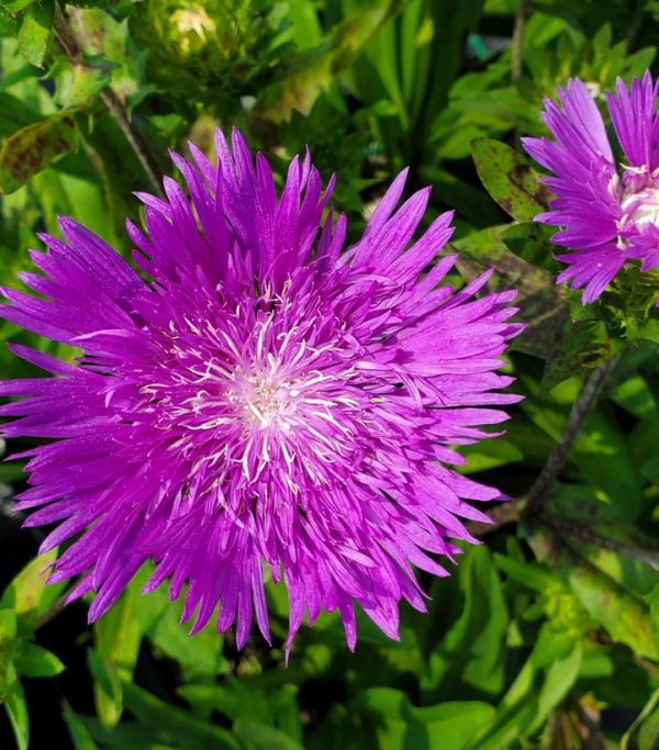 STOKESIA LAEVIS `HONEYSONG PURPLE`