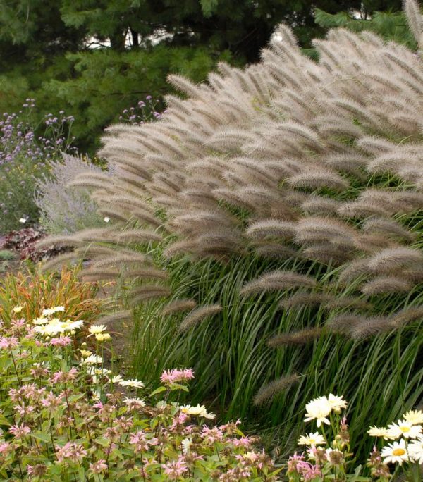 PENNISETUM ALOPECUROIDES `RED HEAD`