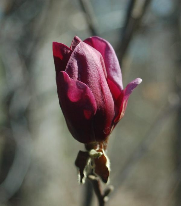 MAGNOLIA X `GENIE`