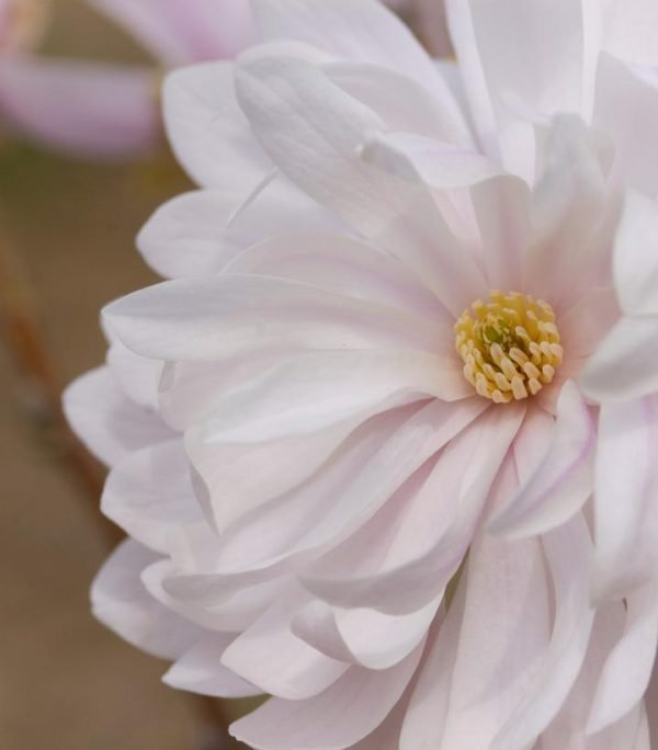 MAGNOLIA STELLATA `CENTENNIAL BLUSH`