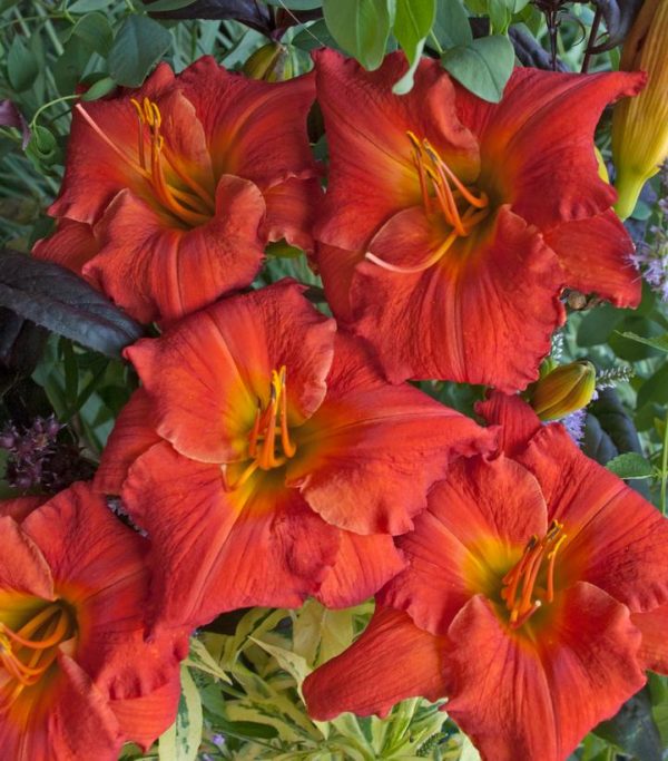 HEMEROCALLIS `DESERT FLAME`