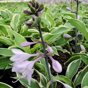 HOSTA `TAMBOURINE`