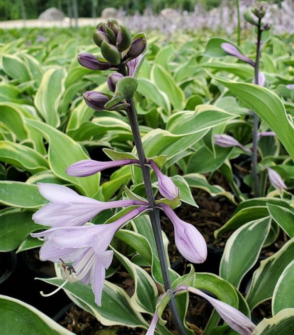 HOSTA `TAMBOURINE`