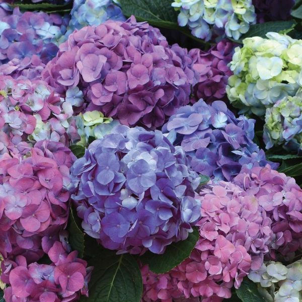 HYDRANGEA M `L.A. DREAMIN`