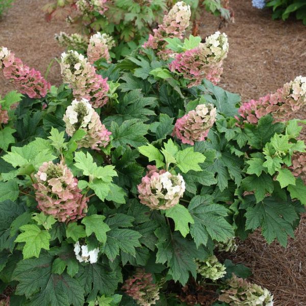 HYDRANGEA QUE. `JET STREAM`