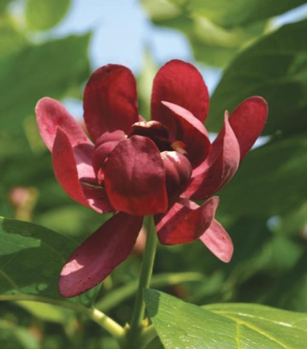 CALYCANTHUS X `APHRODITE`