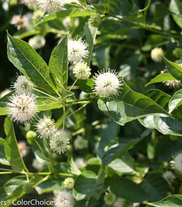 CEPHALANTHUS OCCIDENTALIS `SUGAR SHACK`