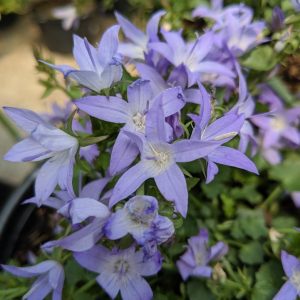 CAMPANULA POSCHARSKYANA `BLUE WATERFALL`