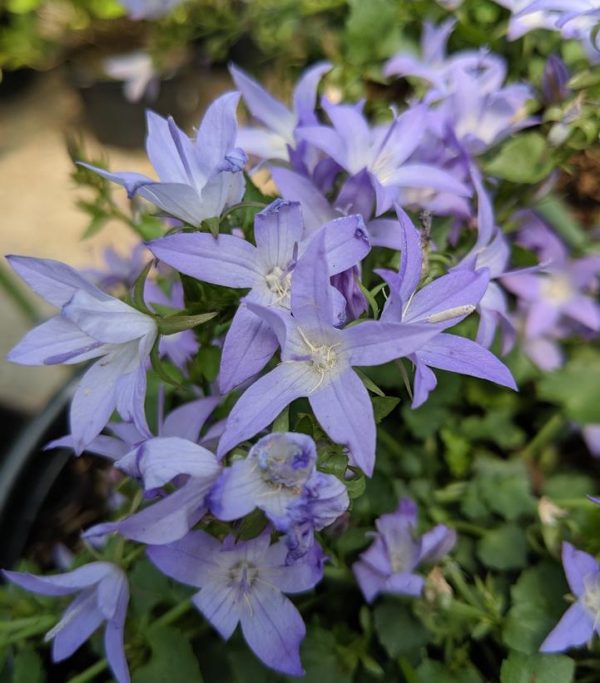 CAMPANULA POSCHARSKYANA `BLUE WATERFALL`