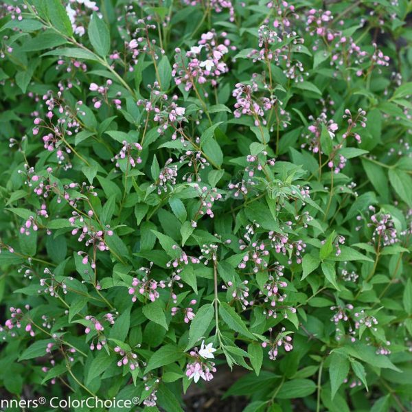 DEUTZIA `YUKI CHERRY BLOSSOM`