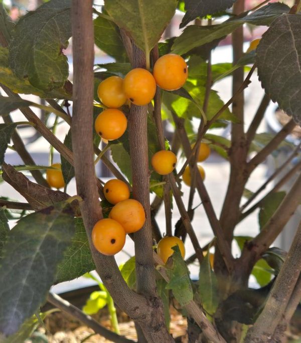 ILEX VERTICILLATA `BERRY HEAVY GOLD`