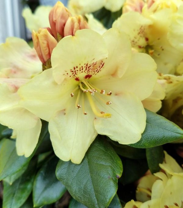 RHODODENDRON MIYAMA `GOLD PRINZ`