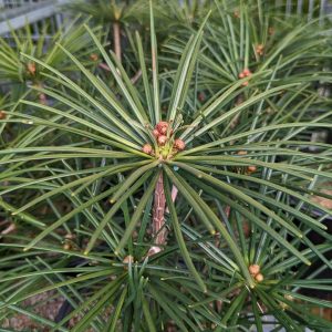 SCIADOPITYS VERTICILLATA `WINTERGREEN`