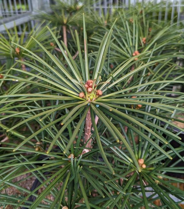 SCIADOPITYS VERTICILLATA `WINTERGREEN`