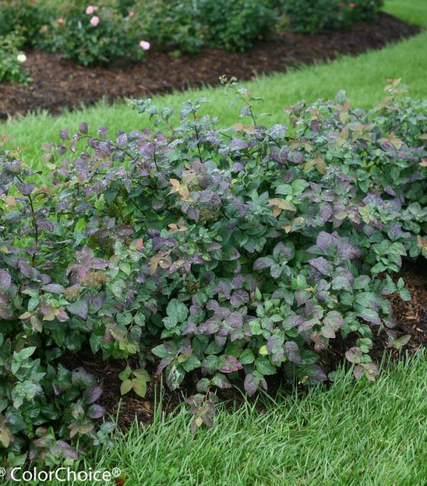 SPIRAEA JAPONICA DOUBLE PLAY `BLUE KAZOO`