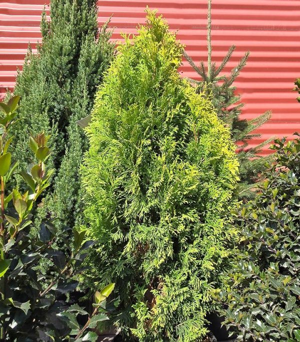 THUJA OCCIDENTALIS `AMBER GOLD`