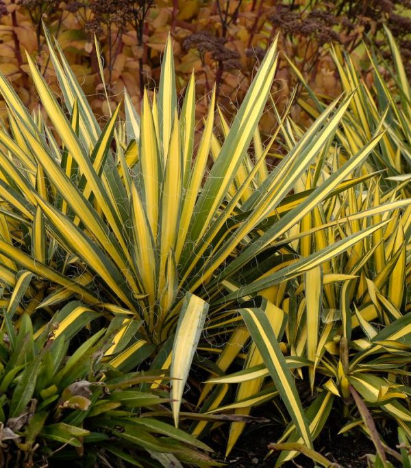 YUCCA FILAMENTOSA `COLOR GUARD`