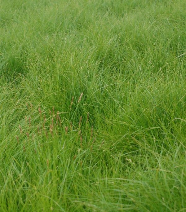 CAREX APPALACHICA