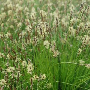 CAREX PENSYLVANICA