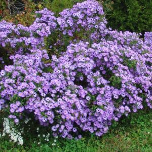 ASTER O. `RAYDON`S FAVORITE`