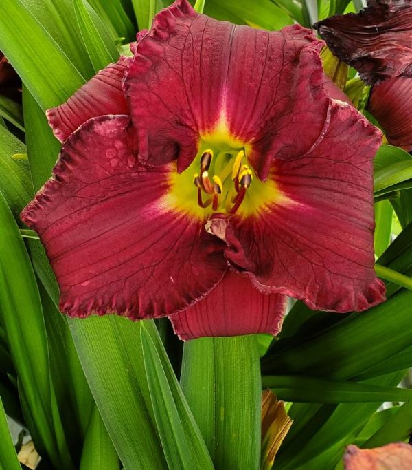 HEMEROCALLIS RAINBOW RHYTHM `NOSFERATU`