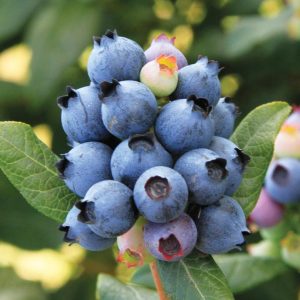 VACCINIUM X `PERPETUA`