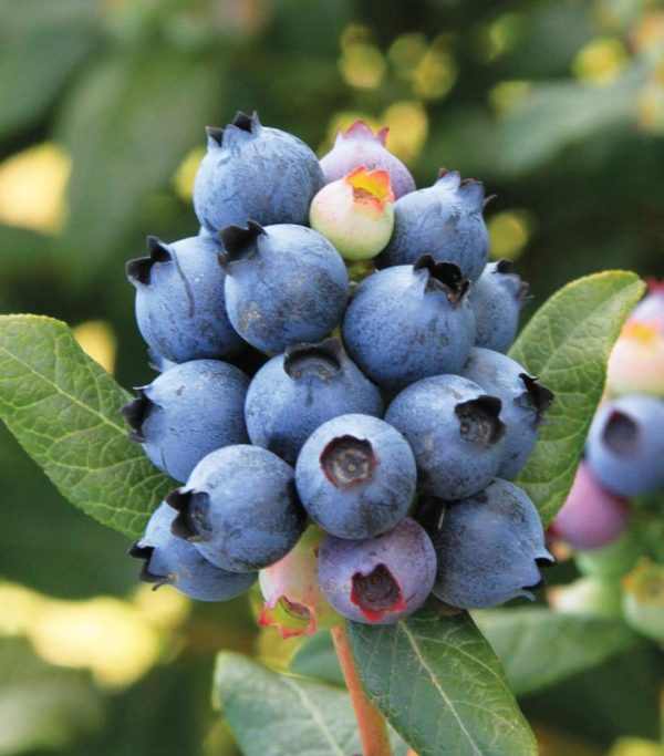 VACCINIUM X `PERPETUA`