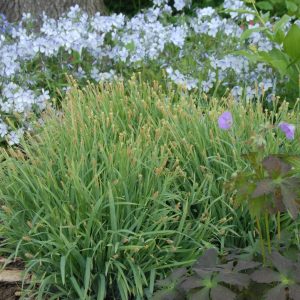 CAREX LAXICULMUS `BUNNY BLUE`