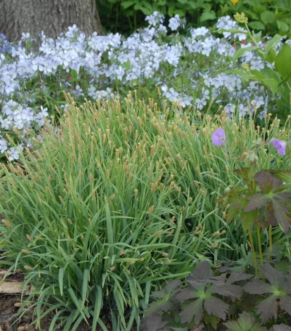 CAREX LAXICULMUS `BUNNY BLUE`