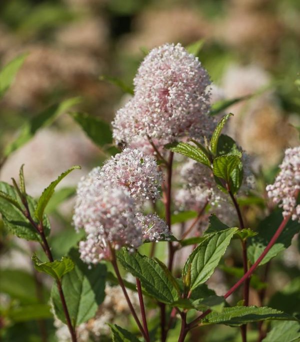 CEANOTHUS AMERICANUS
