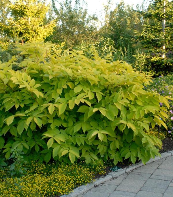 ARALIA `SUN KING`