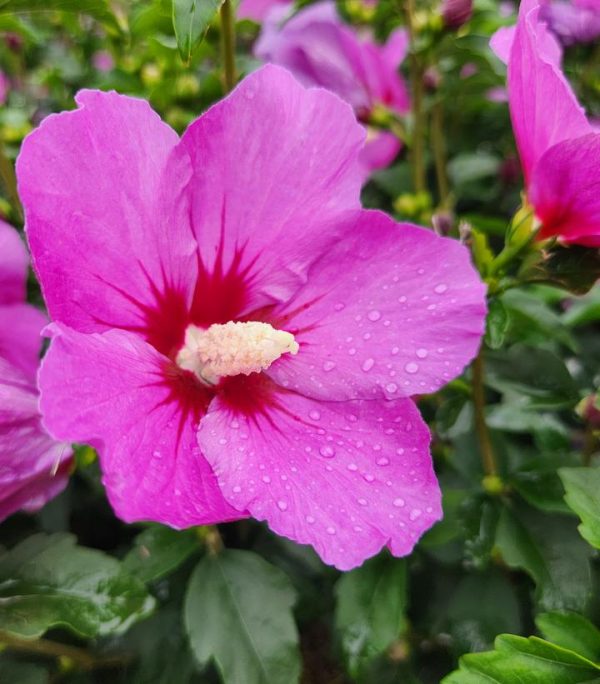 HIBISCUS SYR. `LIL` KIM VIOLET`