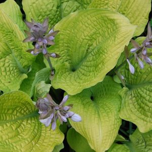 HOSTA SHADOWLAND `COAST TO COAST`