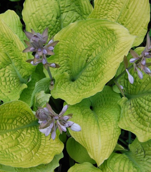 HOSTA SHADOWLAND `COAST TO COAST`
