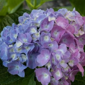 HYDRANGEA M L.D. `BLUE JANGLES`