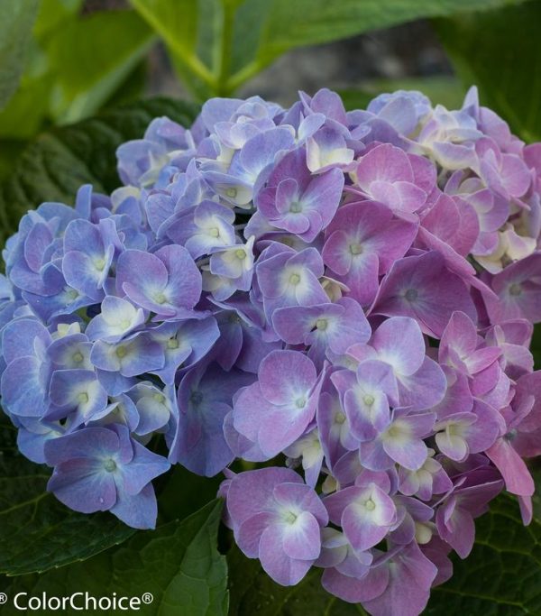HYDRANGEA M L.D. `BLUE JANGLES`