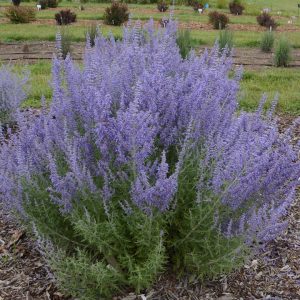 PEROVSKIA ATRIPLICIFOLIA `DENIM `N LACE`