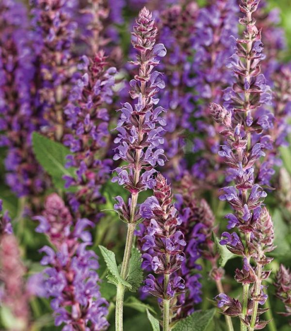 SALVIA COLOR SPIRES `VIOLET RIOT`