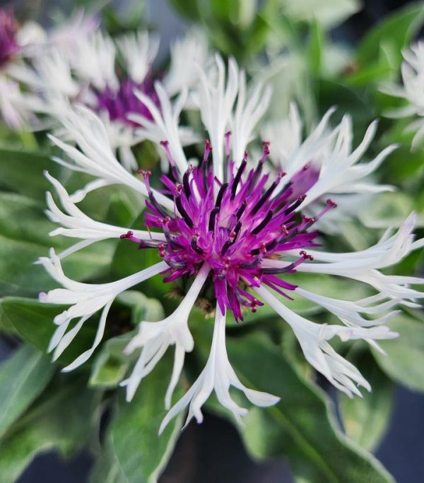 CENTAUREA `AMETHYST IN SNOW`