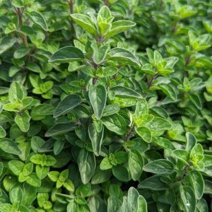 ORIGANUM `SUPREME`