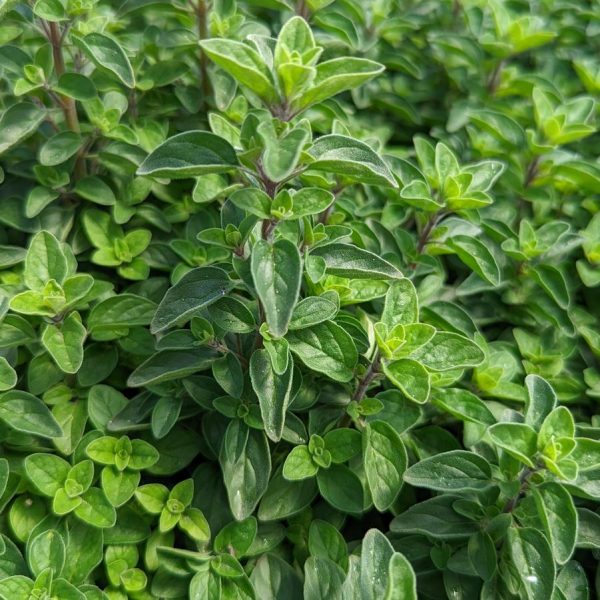 ORIGANUM `SUPREME`