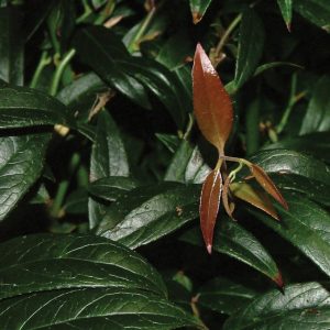 LEUCOTHOE AXILLARIS `SQUIRT`