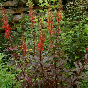 LOBELIA `BLACK TRUFFLE`