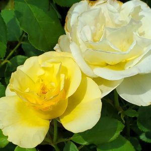 ROSA EE `HIGH VOLTAGE`