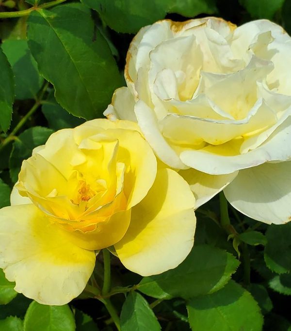 ROSA EE `HIGH VOLTAGE`