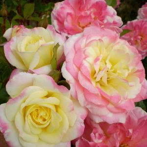 ROSA EE `MUSIC BOX`