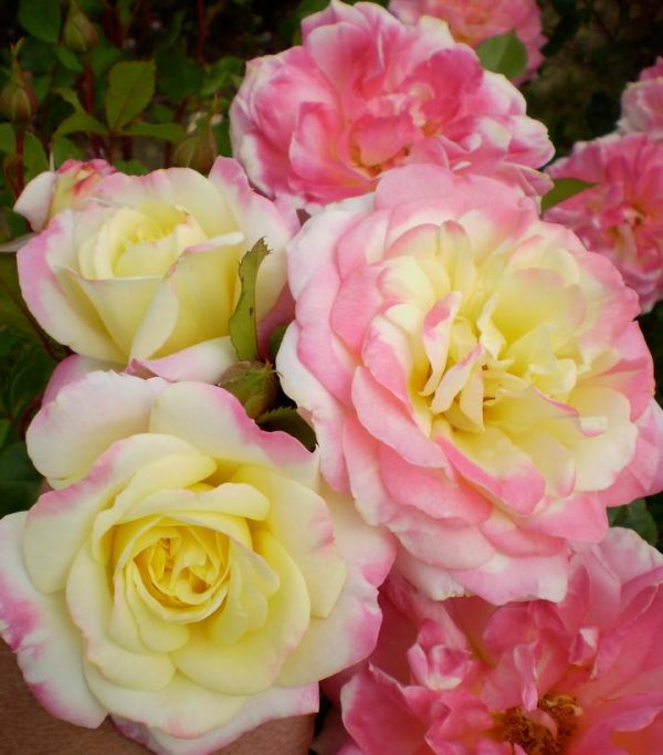 ROSA EE `MUSIC BOX`